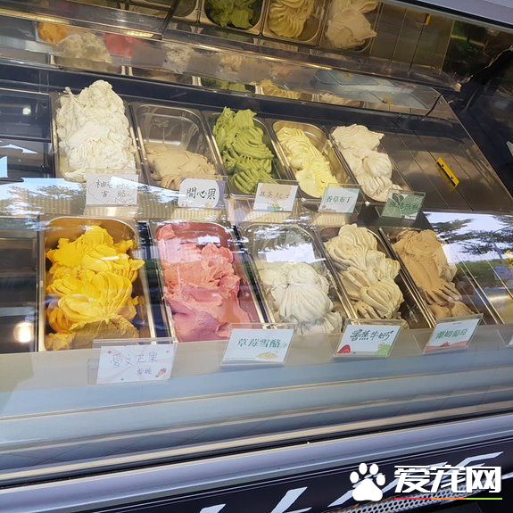 貓咪游樂園主題餐廳  成為未來流浪喵們的庇護所