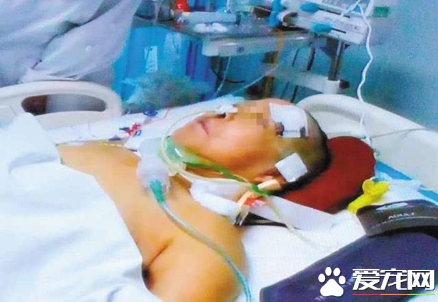 文明養寵注意安全 狗狗撞倒老人賠哭