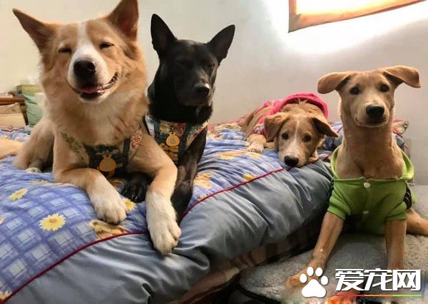 短腿汪到新家暴風抽高 中途媽看了爆哭超感動