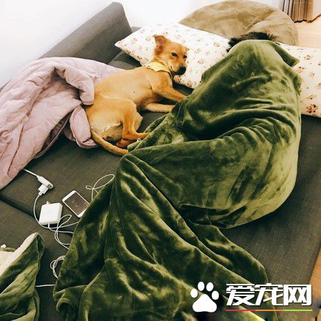 狗不能落地把拔將23公斤毛孩抱起 汪露欠揍爽臉
