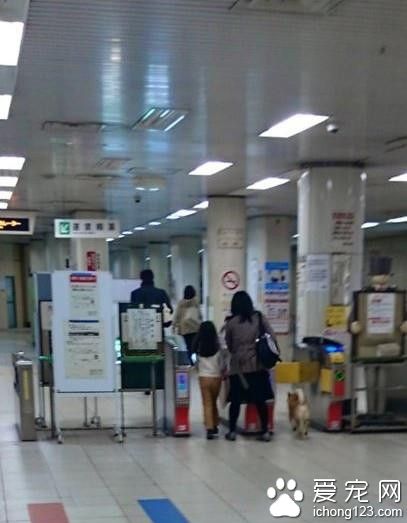 柴犬想通過身高優勢逃票混入車站 不料被發現
