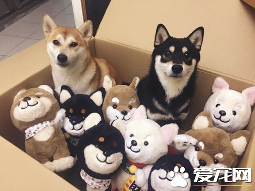 探秘：FACEBOOK上火的一塌糊涂的八只網紅柴犬