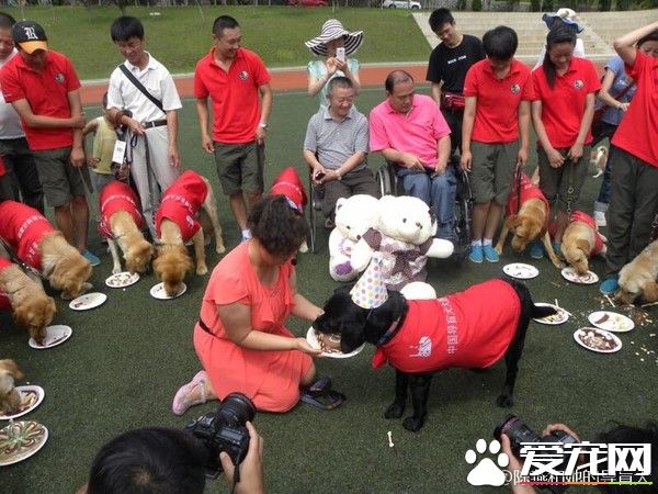 大陸導盲犬珍妮服務8年后退休 陪伴養老的新主人