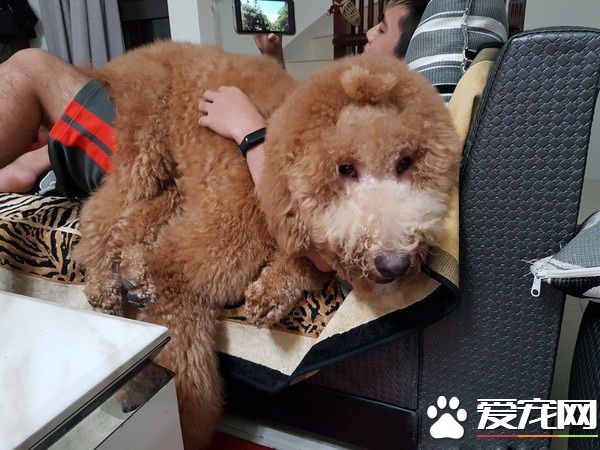 貴賓洗澡變身玉米面頭 招牌呆萌表情笑噴