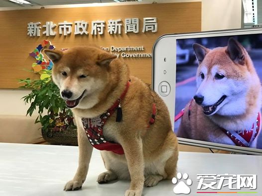 探秘：FACEBOOK上火的一塌糊涂的八只網紅柴犬