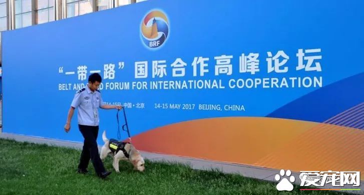 警犬訓導員平日的工作是啥樣的？揭秘和警犬“談戀愛”的人