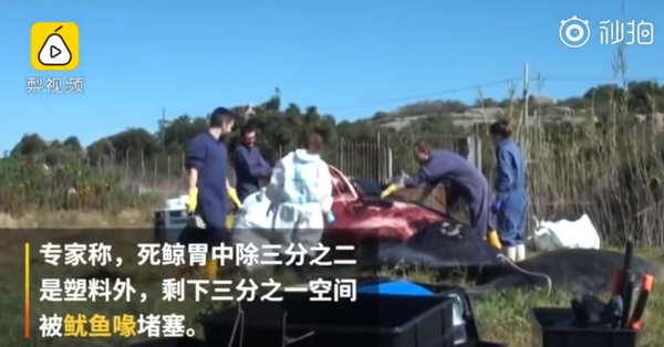 懷孕巨鯨尸體塞滿44斤塑料 人類偉大的發明奪去它們的生命