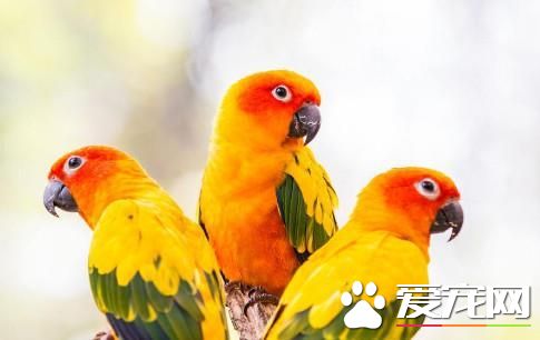 想養寵物的看過來，這些寵物既便宜又好玩，可千萬不要錯過哦！