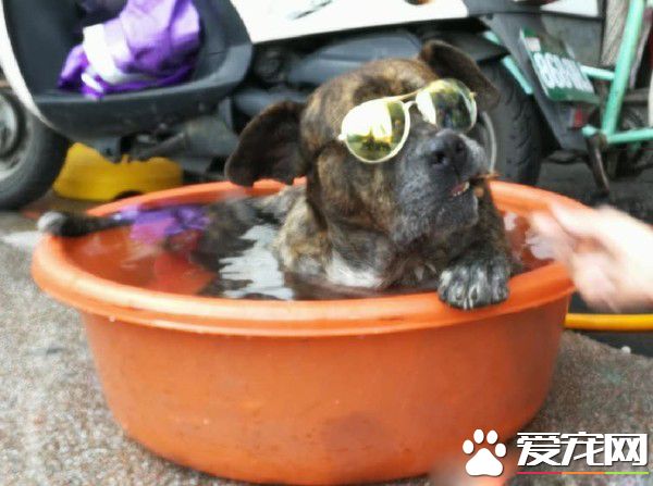 汪老大頭戴墨鏡受高級露天浴 名副其實的大哥啊