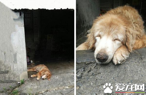 老汪偷熘家門路口等主人回娘家 忠心舉動令人心疼