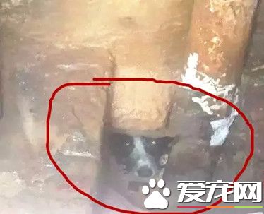 為救卡下水道的小狗 消防3次出動鉆人孔爬糞坑
