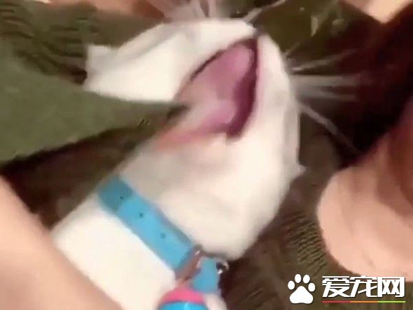喵皇為奴才理毛 舔到牽絲海苔卻渾然不知