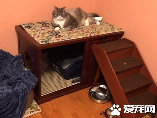 資深副總裁失業 11歲貓咪被好心夫妻收養