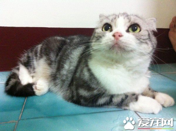 愛貓獻上死亡壁虎 怕它傷心爸爸假裝開心吃掉