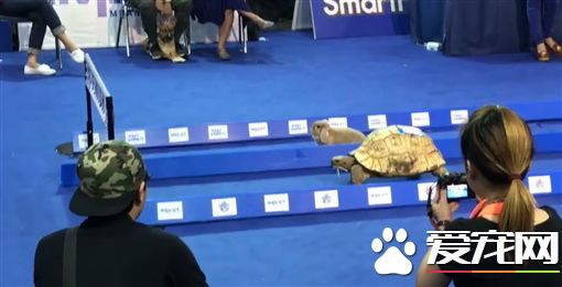 龜兔賽跑真實上演 兔子半路竟然原地發呆