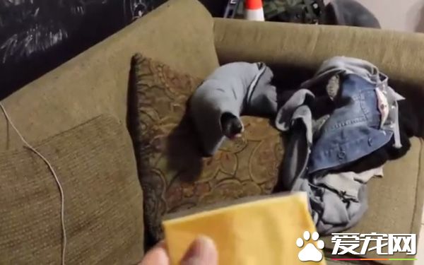 臘腸犬把自己塞到袖子里 當它看到起司就立刻后悔
