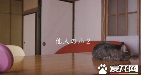 貓咪到底認得主人聲音嗎？答案在這支廣告里