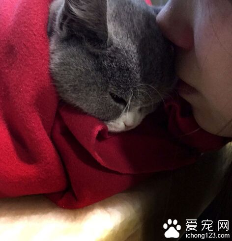 英國短毛貓突患腹膜炎 主人最終將其安樂死