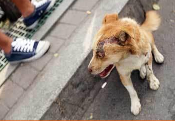 老人收養的流浪犬被路人潑硫酸 引發眾怒