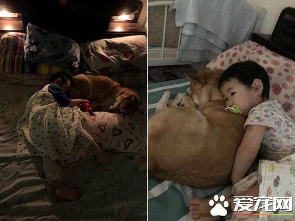 世界上最溫馨的畫面 阿柴塞2孩中間睡覺
