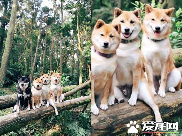 當主人按下快門的前一秒 柴大哥竟偷伸美腿搶鏡頭