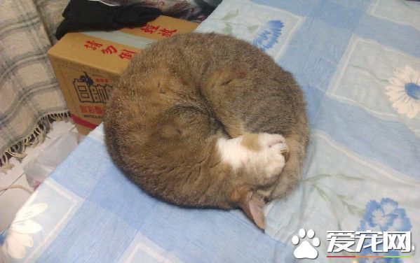 對貓毛嚴重過敏 依舊守護愛貓21個年頭