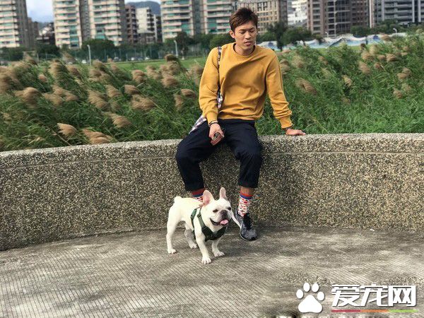 法斗硬塞搶副駕王位不成 含淚爬著望情敵