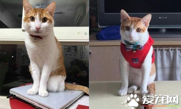 祖孫情！愛塞乃貓咪天冷給阿嬤當暖暖包