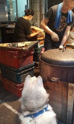 哈士奇排隊買地瓜 急到跺腳 買不到不回家
