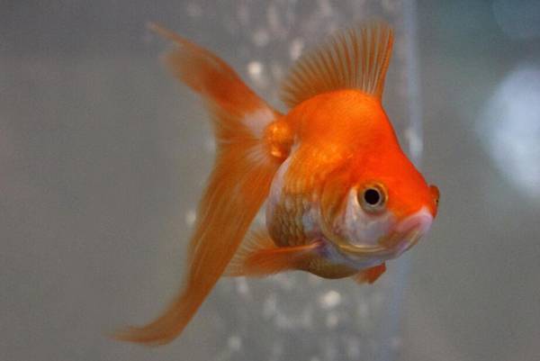 冬天金魚怎么喂養