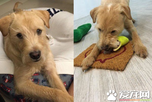 精明汪叼鑰匙暗示出去玩 爸爸后悔教會這招