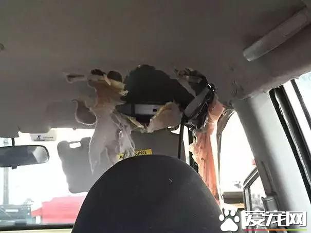 寵物狗陽臺死亡？背后原因是許多鏟屎官都會犯的錯誤