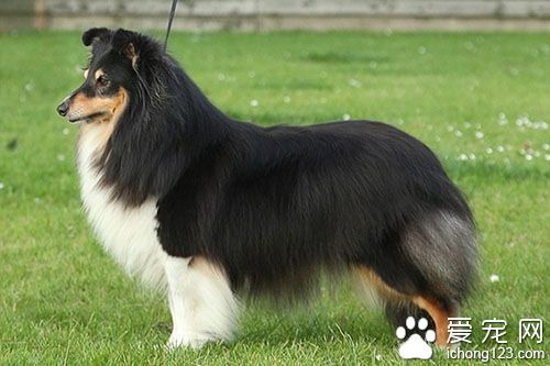 日本Crufts上竟然還有６只狗狗被毒害
