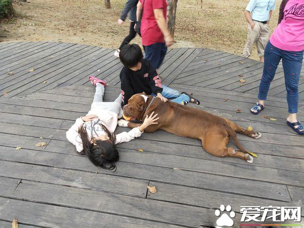 惡霸犬不要抱抱只要球球 逗趣可愛模樣笑翻網友