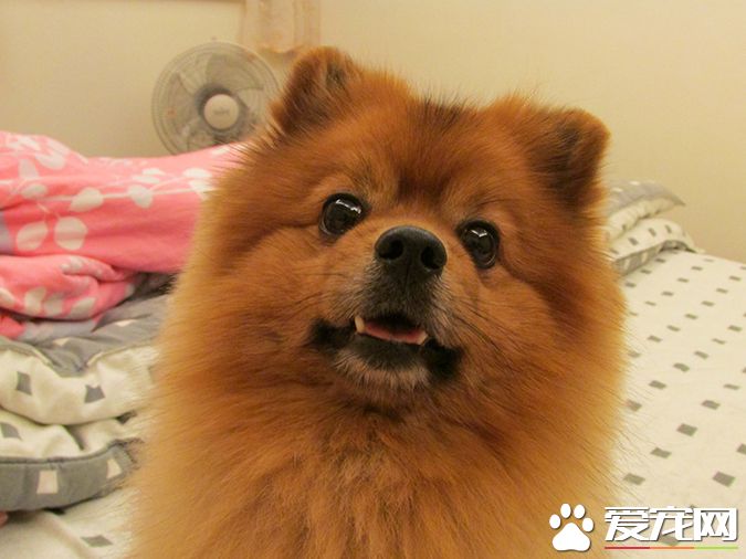 狗有幾種顏色 帶你探秘各種顏色的狗狗