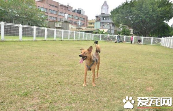 狗狗公交來了運營已近兩年 一起打造友善城市