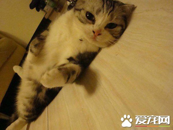 暖貓晚年時行動不便 屁屁不小心沾到便便卻不敢說