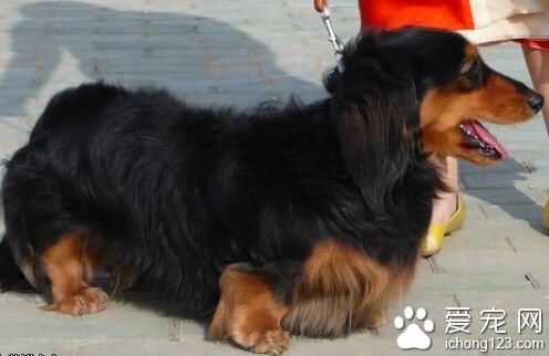 倒車軋死臘腸犬  未按規定養犬 狗主人也有責任