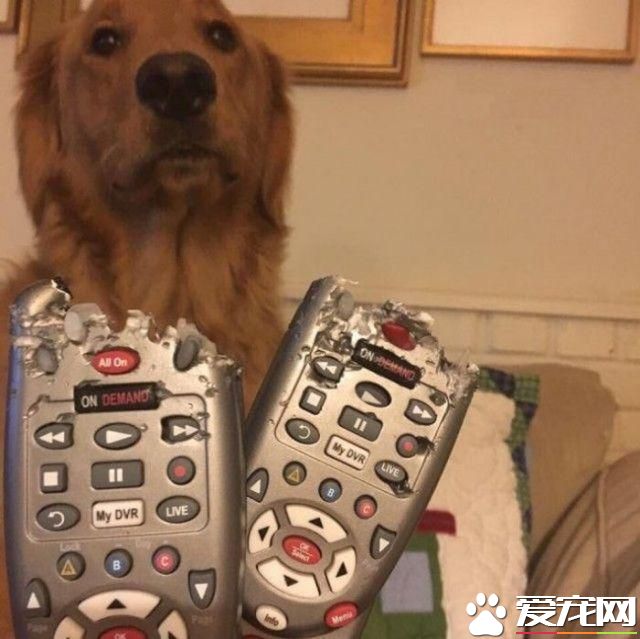 拆家三巨頭番外篇：別看我小 我也是拆遷辦畢業的