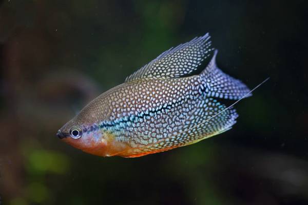 珍珠馬甲魚最佳混養