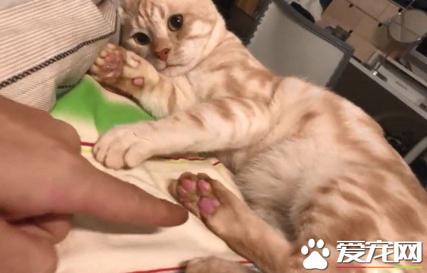 奴才想要摸肉球 卻被喵皇霸氣拍走不速鬼