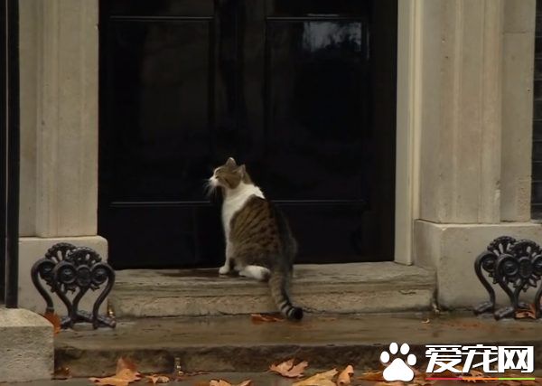 前首相府捕鼠官被解職 雨天急沖回首相府卻被關門外
