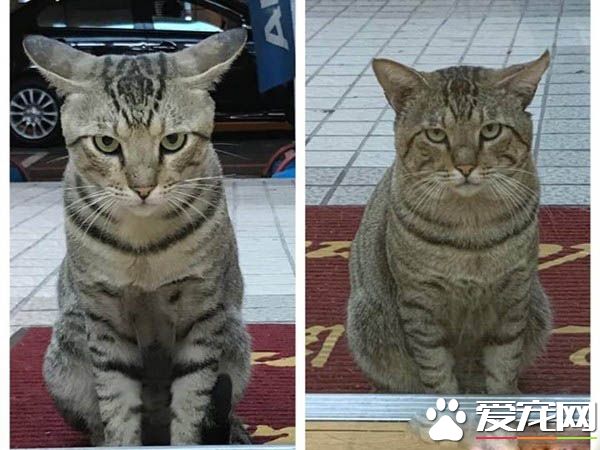 浪浪臭臉坐門口堵人討罐 小V臉逐漸變成饅頭臉