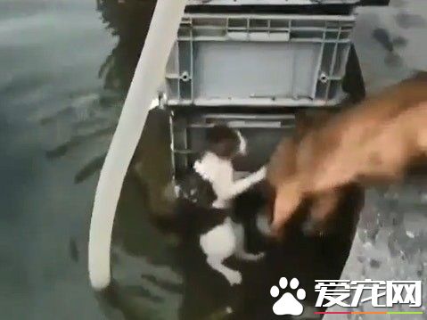 見喵落水奮不顧身救援 狗狗最佳救援!