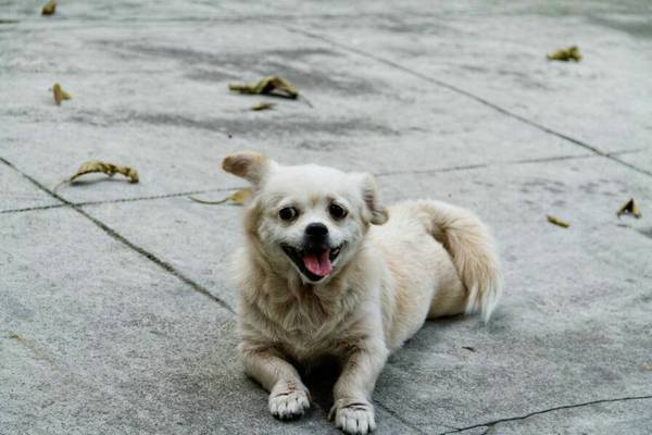 幼犬剛抱回來不吃東西