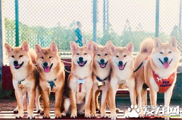 超萌柴柴軍團出動！每只都有陽光般的笑容超治愈