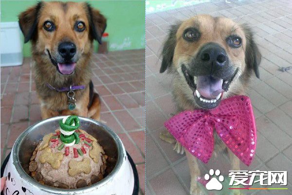 浪浪變身校園明星犬 每天都要辦粉絲見面會