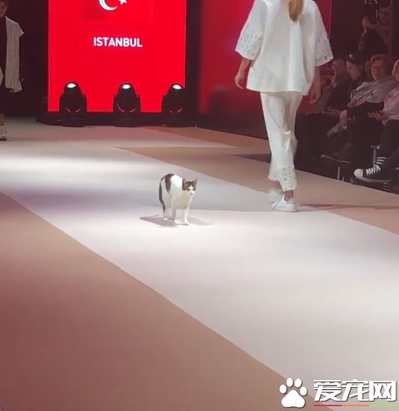 土耳其時尚秀出現未受邀貓咪嘉賓 超專業走臺步