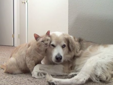 喵星人陪伴受傷的寵物犬非常的有愛