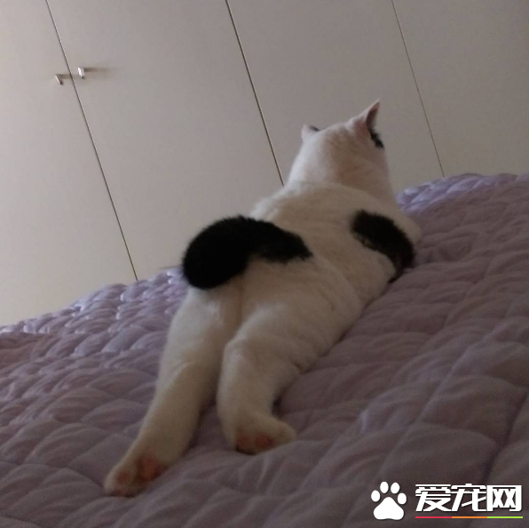喵星人穿的另類小褲褲？一身橫肉也敢秀身材的軟萌白貓